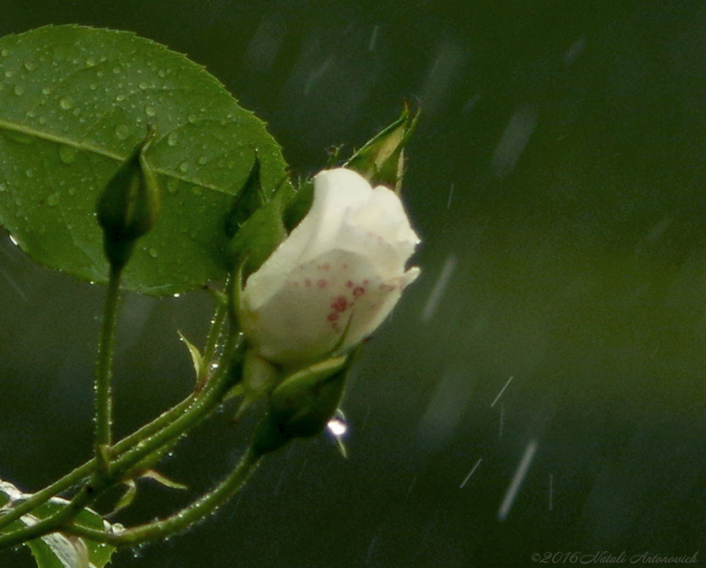 Album "Rose" | Fotografiebild "Water Gravitation" von Natali Antonovich im Sammlung/Foto Lager.