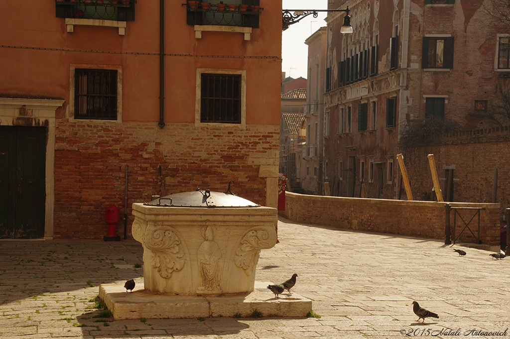 Album "Venise paysage urbain" | Image de photographie "Des oiseaux" de Natali Antonovich en photostock.