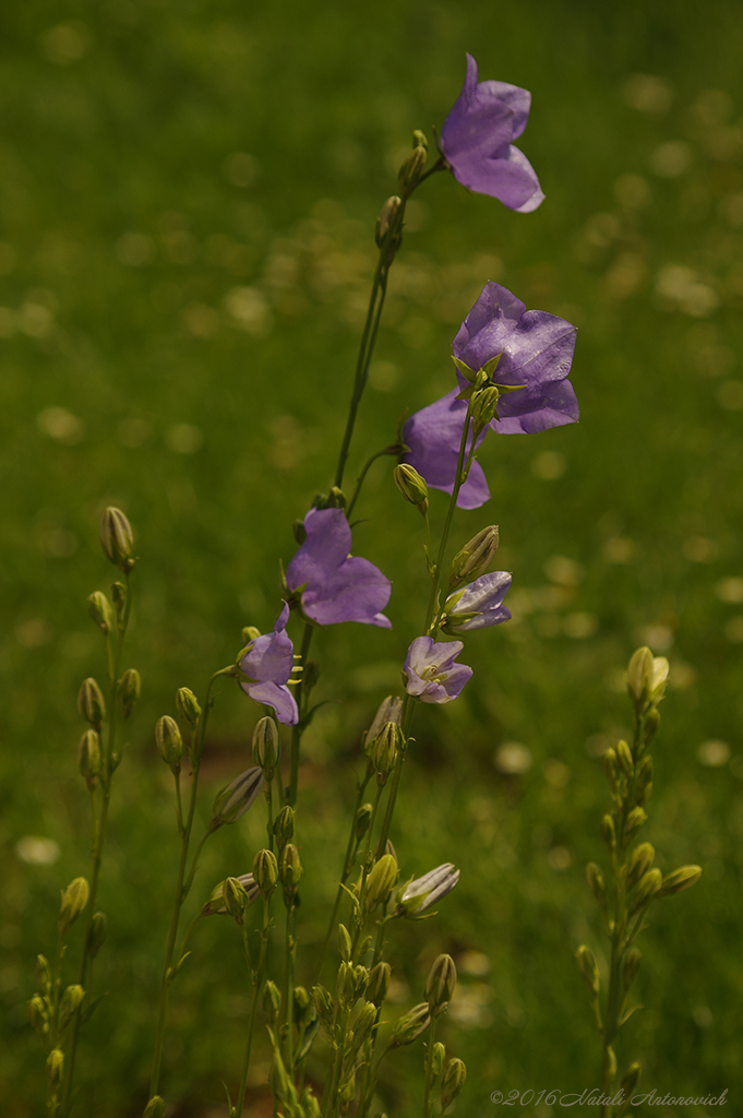 Album  "Bellflowers" | Photography image "Flowers" by Natali Antonovich in Photostock.