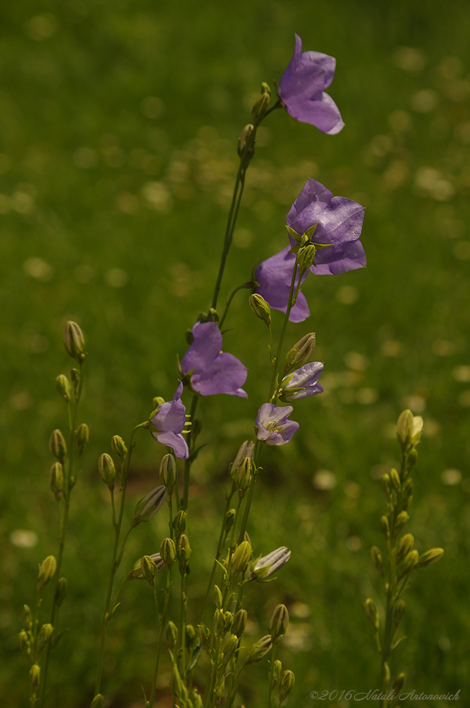 Photography image "Bellflowers" by Natali Antonovich | Photostock.