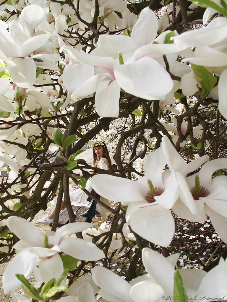 Album "Magnolia arbres fleurissent" | Image de photographie "Modèle préféré - Ma fille" de Natali Antonovich en photostock.