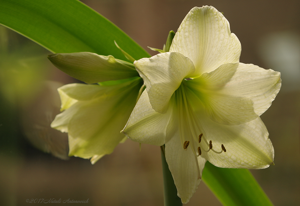 Album "Amaryllis bloem" | Fotografie afbeelding "Bloemen" door Natali Antonovich in Archief/Foto Voorraad.