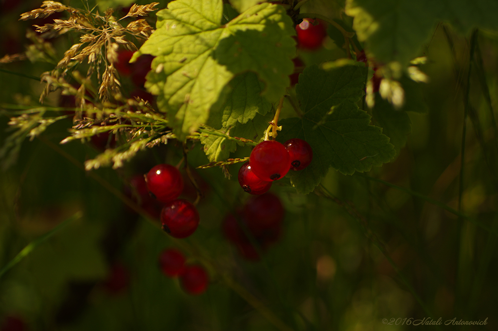 Fotografiebild "Rote Johannisbeere" von Natali Antonovich | Sammlung/Foto Lager.