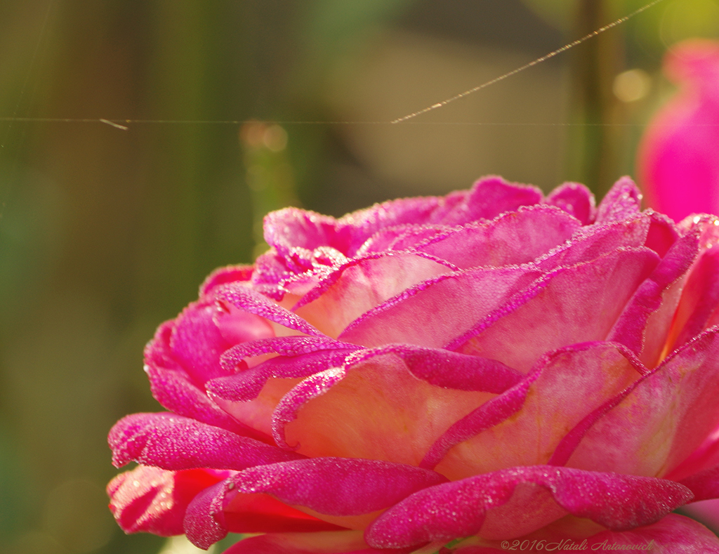 Album  "Rose flower" | Photography image "Water Gravitation" by Natali Antonovich in Photostock.