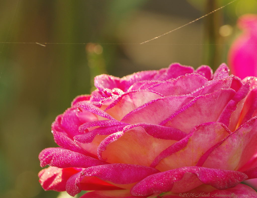 Image de photographie "Fleur de rose" de Natali Antonovich | Photostock.