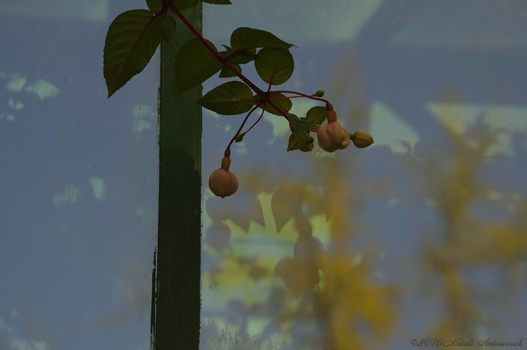 Album "Fuchsia" | Fotografie afbeelding "Bloemen" door Natali Antonovich in Archief/Foto Voorraad.