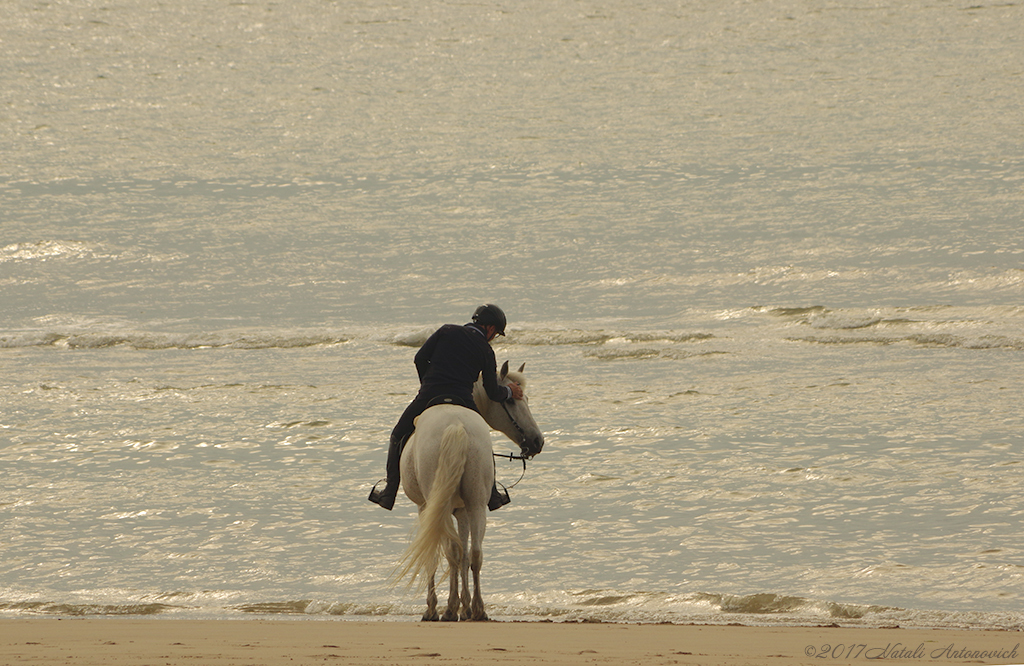 Album "Nordsee" | Fotografiebild "Belgien" von Natali Antonovich im Sammlung/Foto Lager.