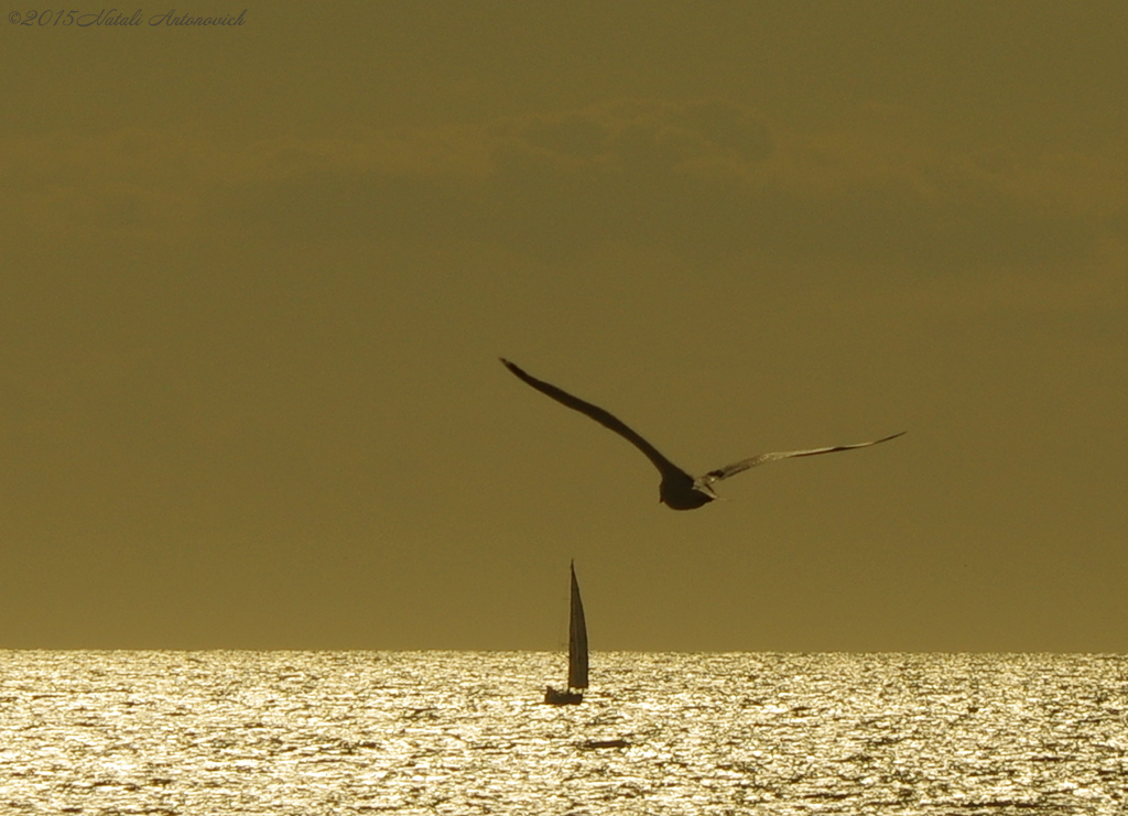 Album  "Seascape" | Photography image "Belgian Coast" by Natali Antonovich in Photostock.