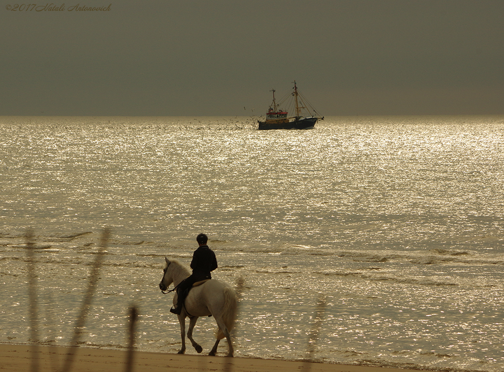 Album  "North Sea" | Photography image "Belgium" by Natali Antonovich in Photostock.