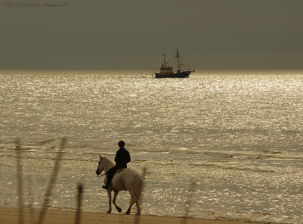 Album "Noordzee" | Fotografie afbeelding "Belgische Kust" door Natali Antonovich in Archief/Foto Voorraad.