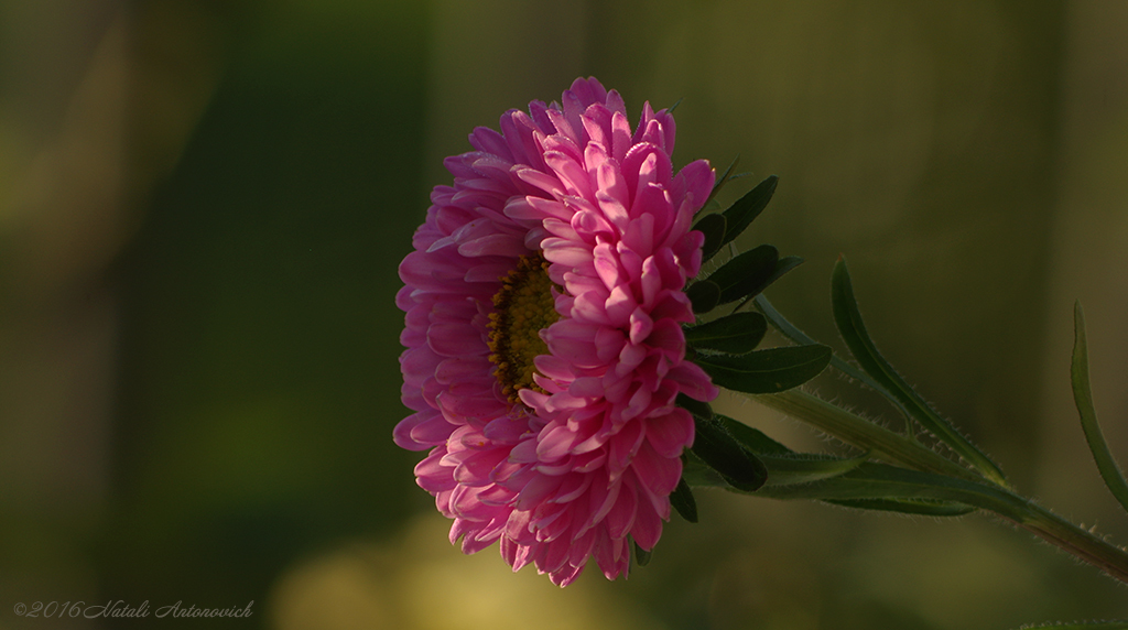 Album "Bild ohne Titel" | Fotografiebild "Blumen" von Natali Antonovich im Sammlung/Foto Lager.