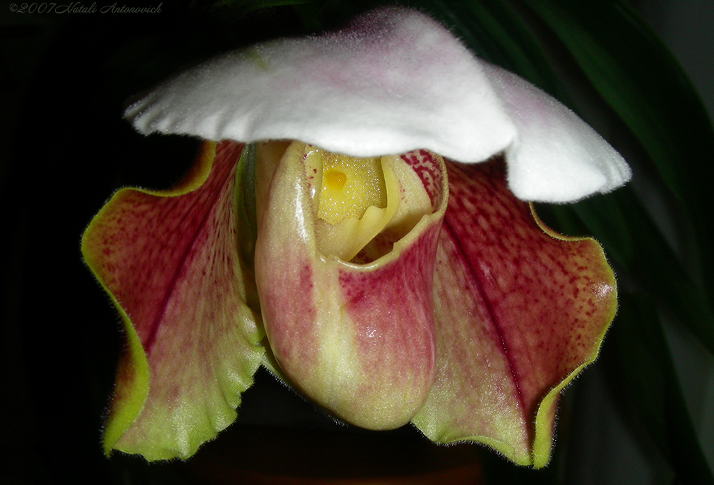 Photography image "Image without title" by Natali Antonovich | Photostock.