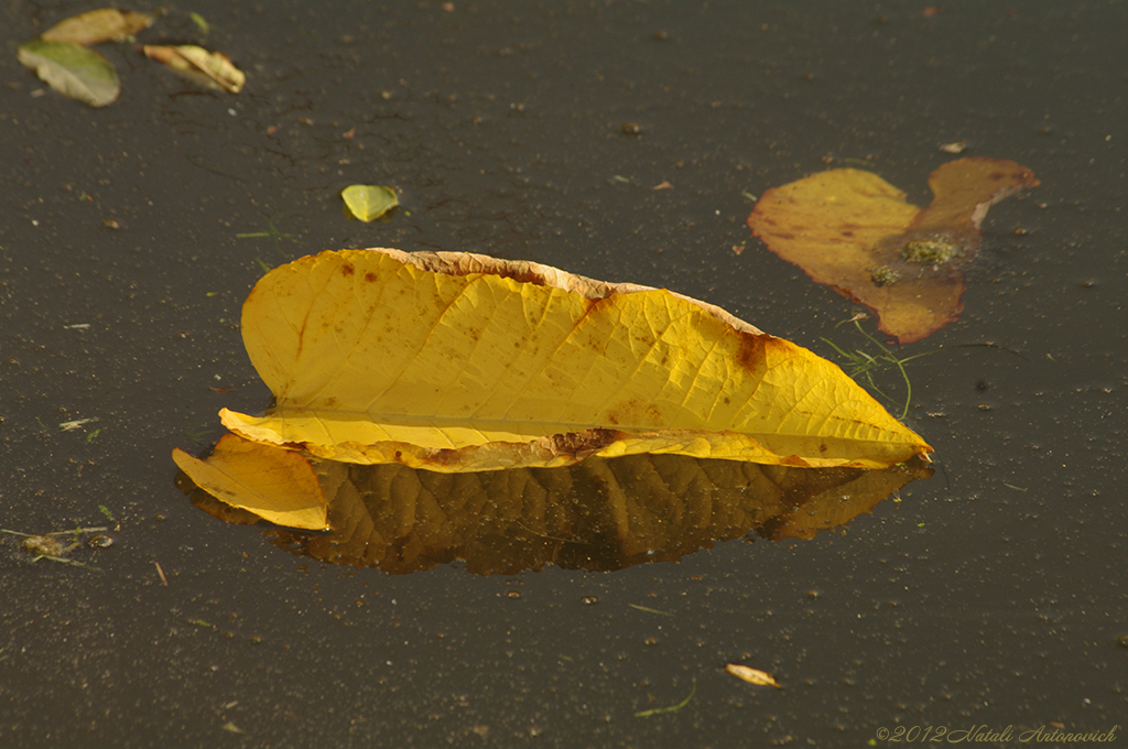 Fotografiebild "Herbstblätter" von Natali Antonovich | Sammlung/Foto Lager.