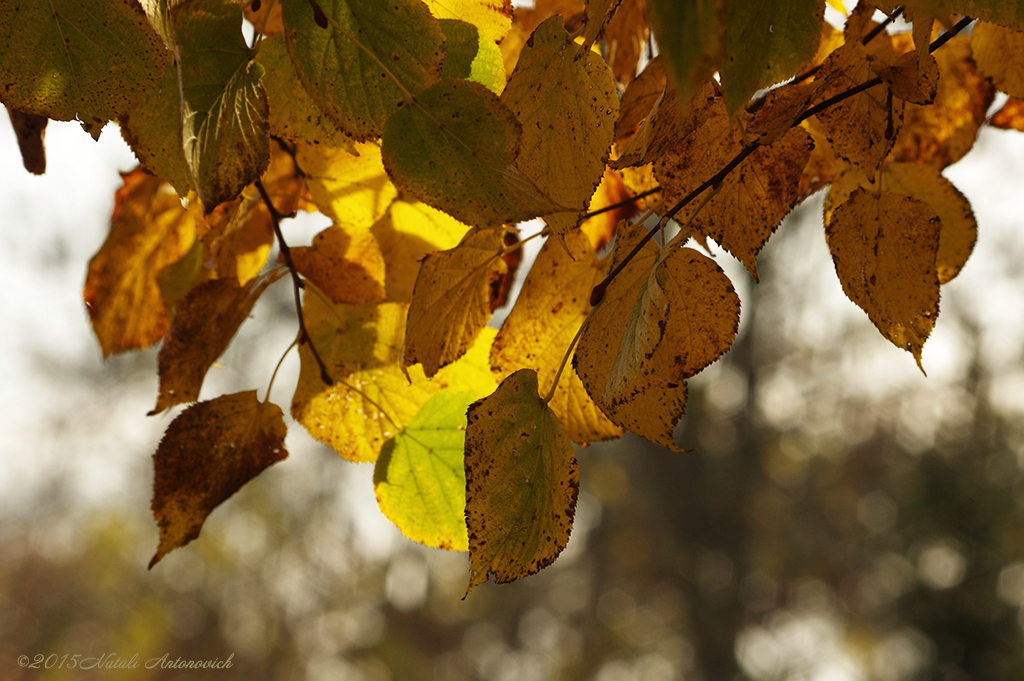 Альбом "Осень" | Фотография " Осень" от Натали Антонович в Архиве/Банке Фотографий