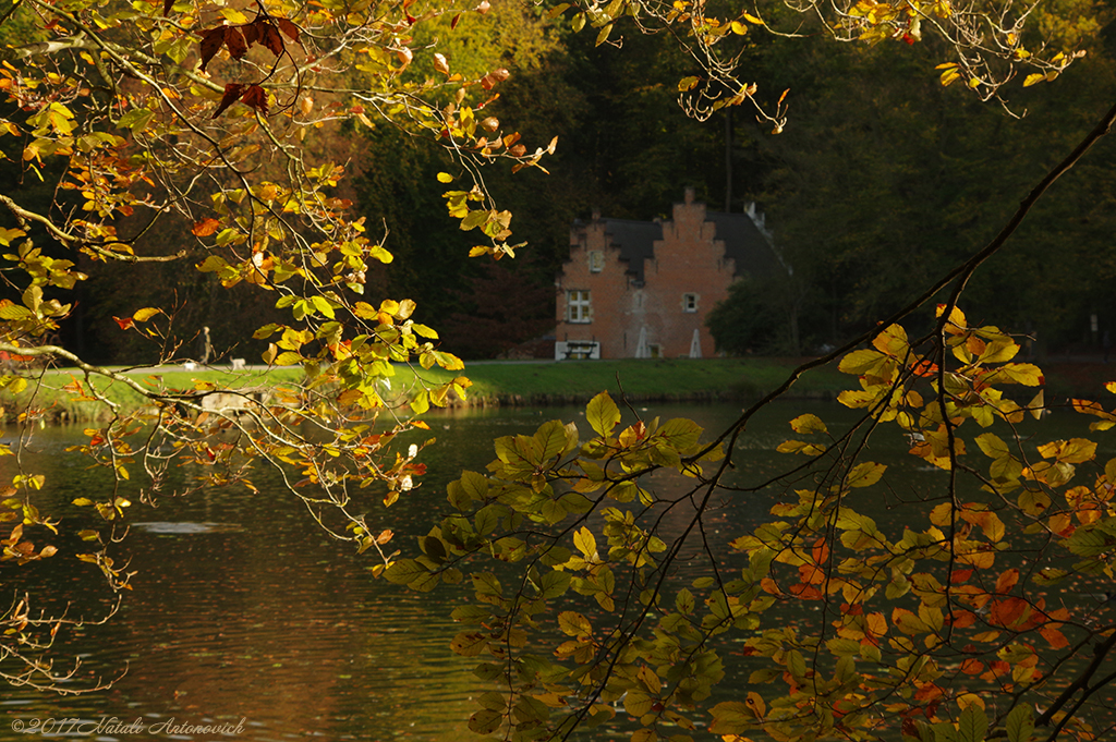 Album "Bild ohne Titel" | Fotografiebild "Herbst" von Natali Antonovich im Sammlung/Foto Lager.