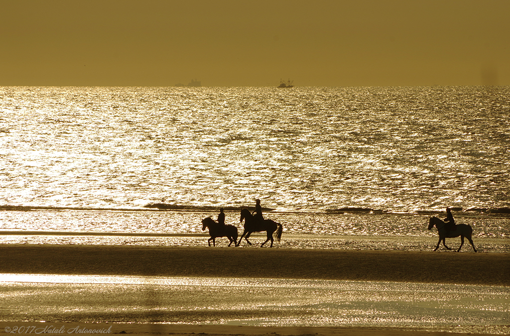 Album  "Image without title" | Photography image "Belgian Coast" by Natali Antonovich in Photostock.