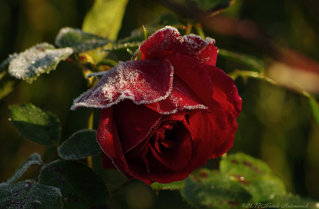 Album "Bild ohne Titel" | Fotografiebild "Blumen" von Natali Antonovich im Sammlung/Foto Lager.