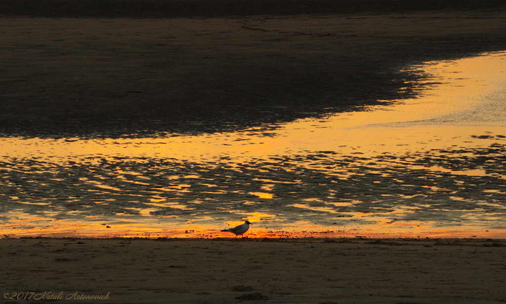 Album "Image sans titre" | Image de photographie "Des oiseaux" de Natali Antonovich en photostock.