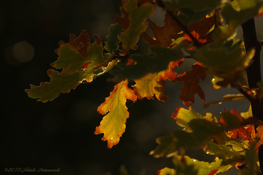 Album "Image sans titre" | Image de photographie "Automne" de Natali Antonovich en photostock.