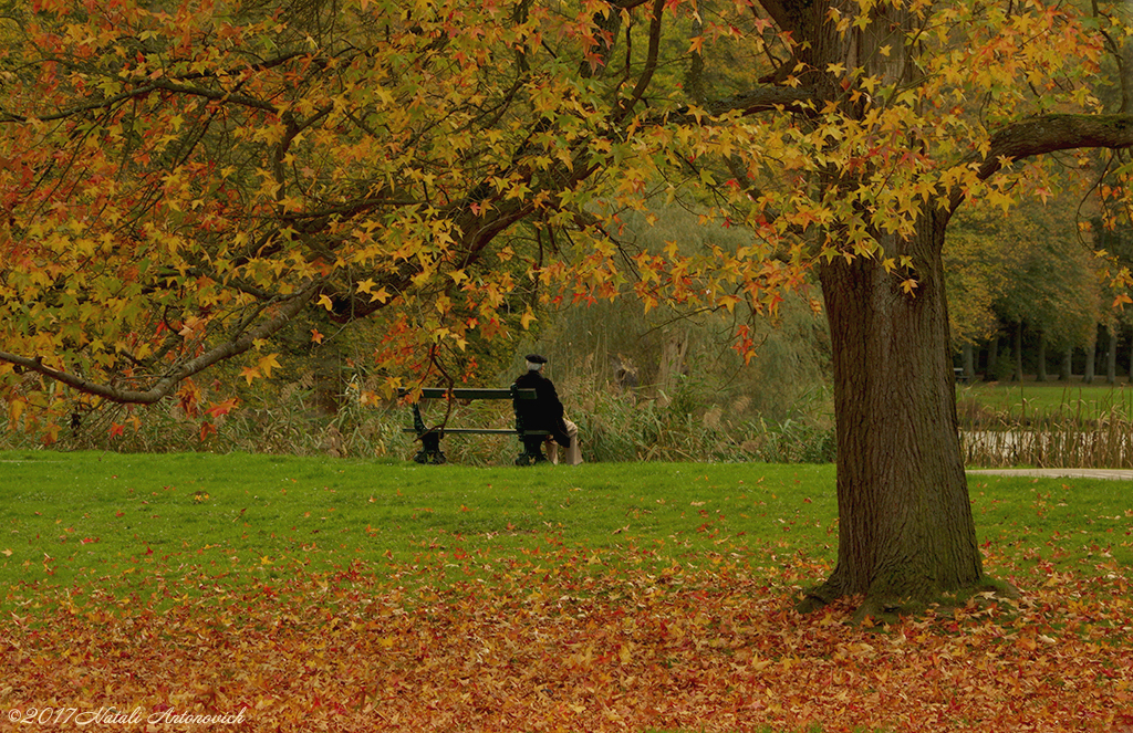 Album "Bild ohne Titel" | Fotografiebild "Herbst" von Natali Antonovich im Sammlung/Foto Lager.