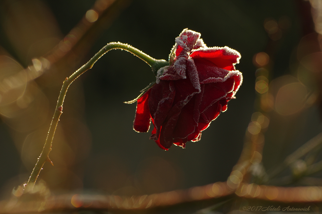 Photography image "Pensive" by Natali Antonovich | Photostock.