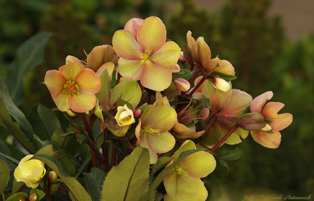 Album "Image sans titre" | Image de photographie "Fleurs" de Natali Antonovich en photostock.