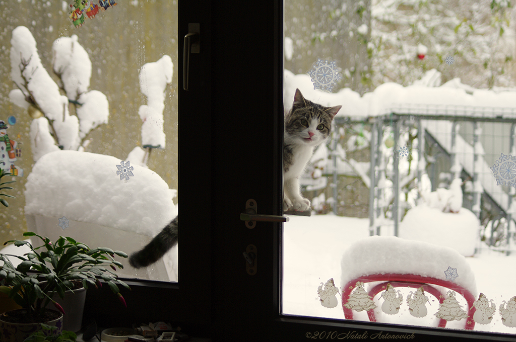 Album "Afbeelding zonder titel" | Fotografie afbeelding "Winter. Kerstvakantie" door Natali Antonovich in Archief/Foto Voorraad.