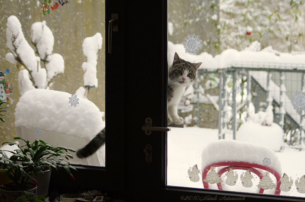 Album "Bild ohne Titel" | Fotografiebild "Winter. Weihnachtsferien" von Natali Antonovich im Sammlung/Foto Lager.