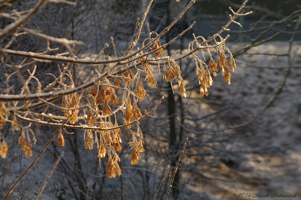 Album  "Image without title" | Photography image " Belarus" by Natali Antonovich in Photostock.