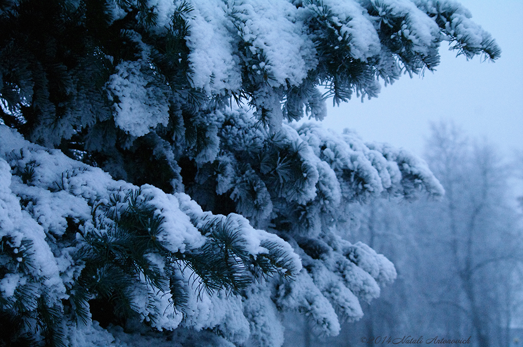 Album "Bild ohne Titel" | Fotografiebild "Winter. Weihnachtsferien" von Natali Antonovich im Sammlung/Foto Lager.