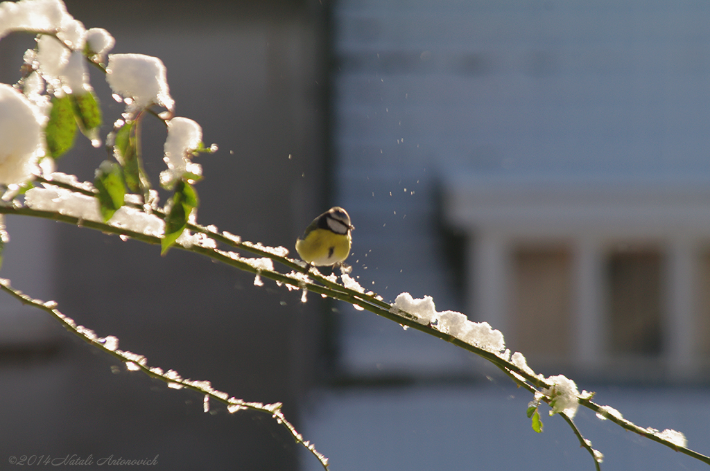 Album "Afbeelding zonder titel" | Fotografie afbeelding "Winter. Kerstvakantie" door Natali Antonovich in Archief/Foto Voorraad.