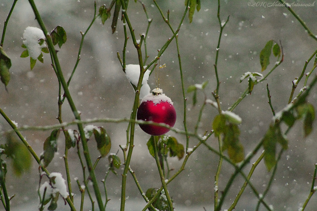 Album "Afbeelding zonder titel" | Fotografie afbeelding "Winter. Kerstvakantie" door Natali Antonovich in Archief/Foto Voorraad.