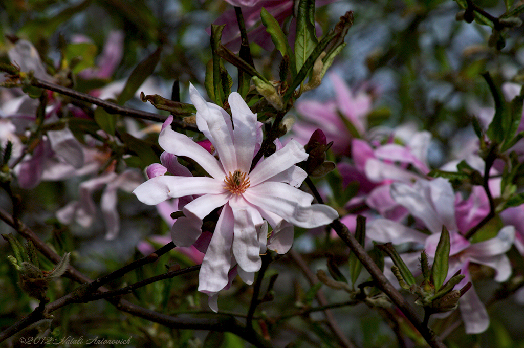 Album "Image sans titre" | Image de photographie "Printemps" de Natali Antonovich en photostock.