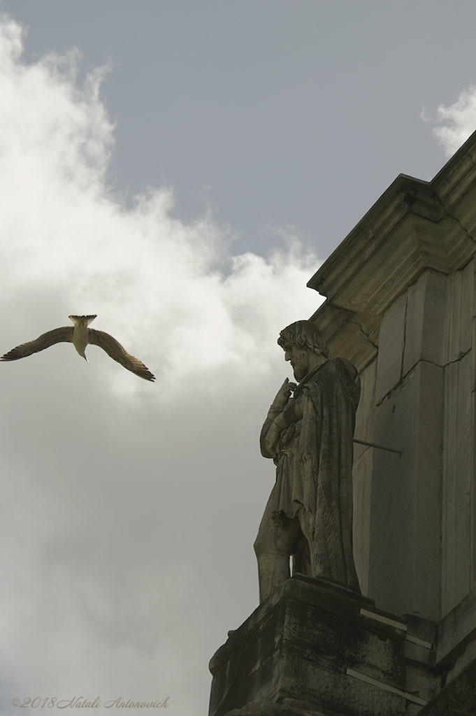 Album  "Rome" | Photography image "Birds" by Natali Antonovich in Photostock.