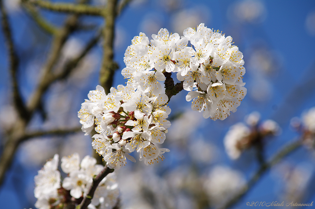 Fotografiebild "Kirschblüten" von Natali Antonovich | Sammlung/Foto Lager.