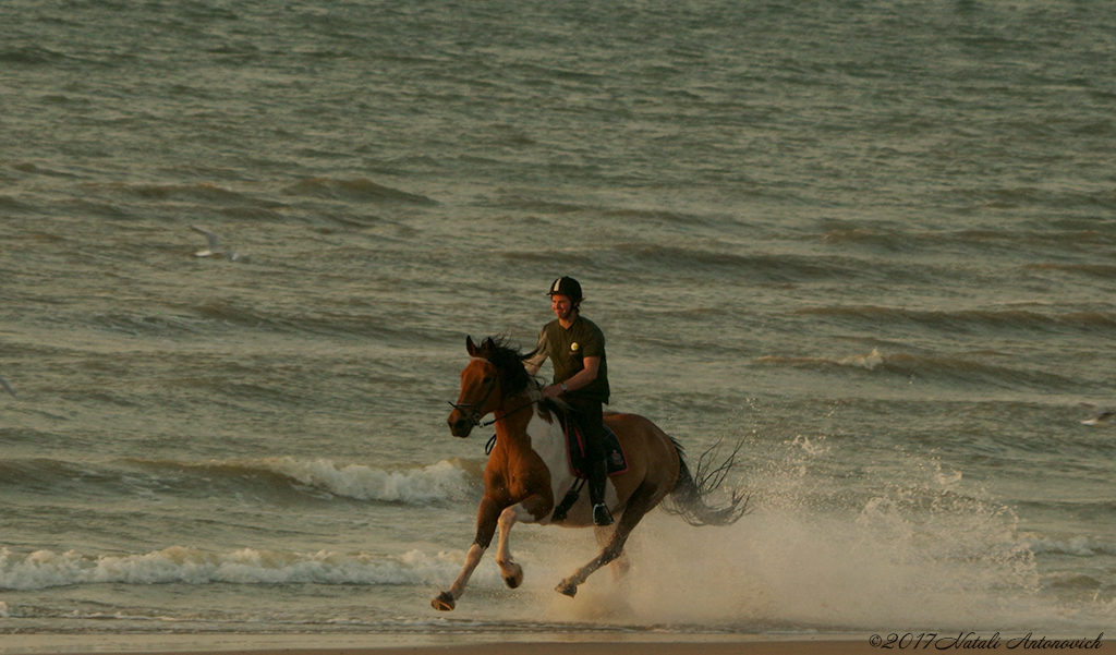 Album  "Equestrian" | Photography image "Belgian Coast" by Natali Antonovich in Photostock.