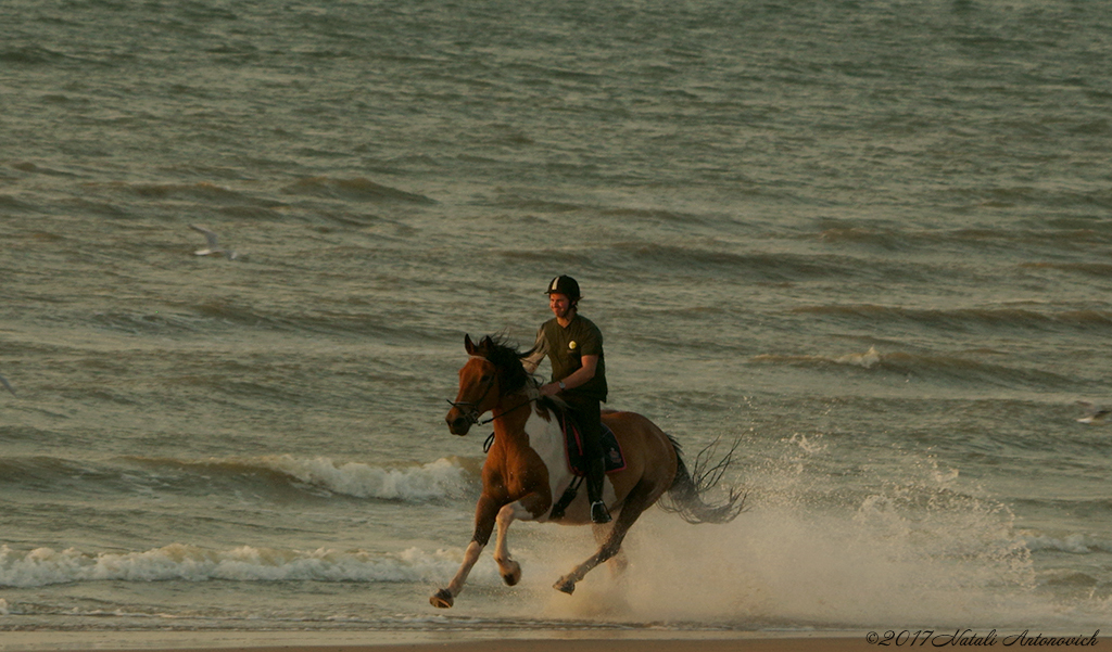 Album  "Equestrian" | Photography image "Water Gravitation" by Natali Antonovich in Photostock.