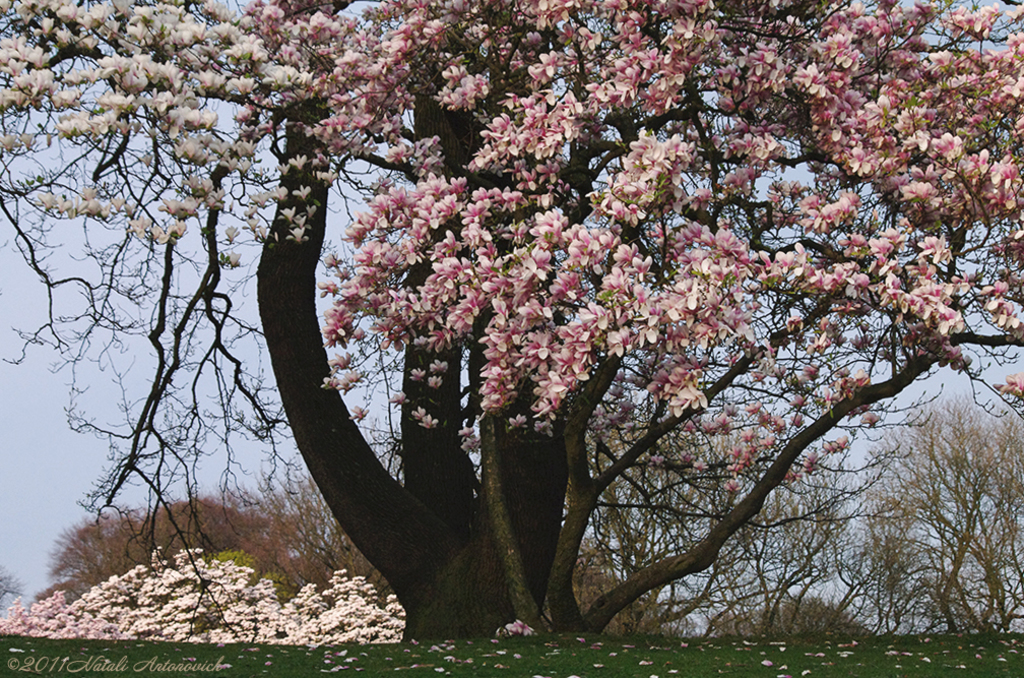 Album "Image sans titre" | Image de photographie "Printemps" de Natali Antonovich en photostock.