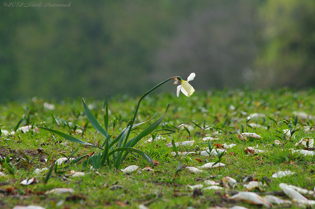 Album "Afbeelding zonder titel" | Fotografie afbeelding "Bloemen" door Natali Antonovich in Archief/Foto Voorraad.