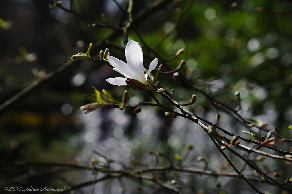 Album "Image sans titre" | Image de photographie "Printemps" de Natali Antonovich en photostock.