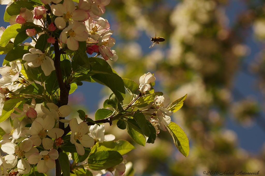 Album "Afbeelding zonder titel" | Fotografie afbeelding "Lente" door Natali Antonovich in Archief/Foto Voorraad.