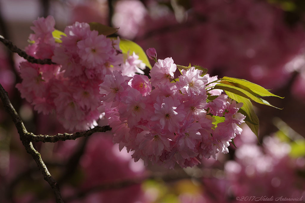 Album  "Image without title" | Photography image "Belgium" by Natali Antonovich in Photostock.