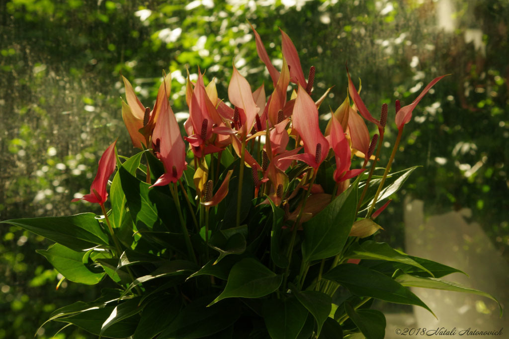 Photography image "Flowers" by Natali Antonovich | Photostock.