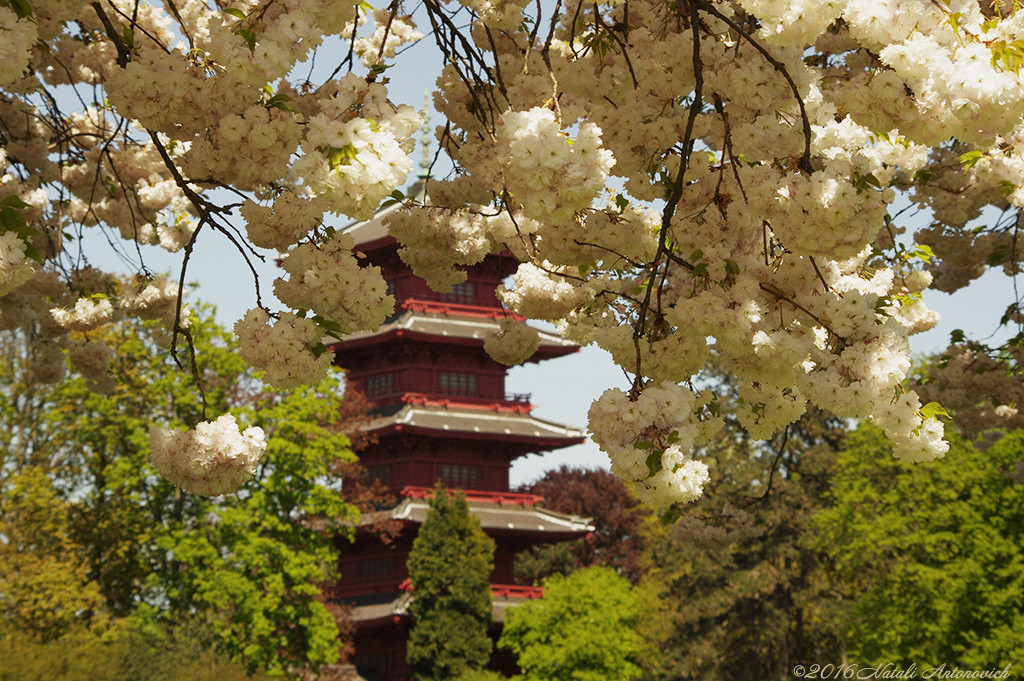 Album "Spring" | Image de photographie "Belgique" de Natali Antonovich en photostock.