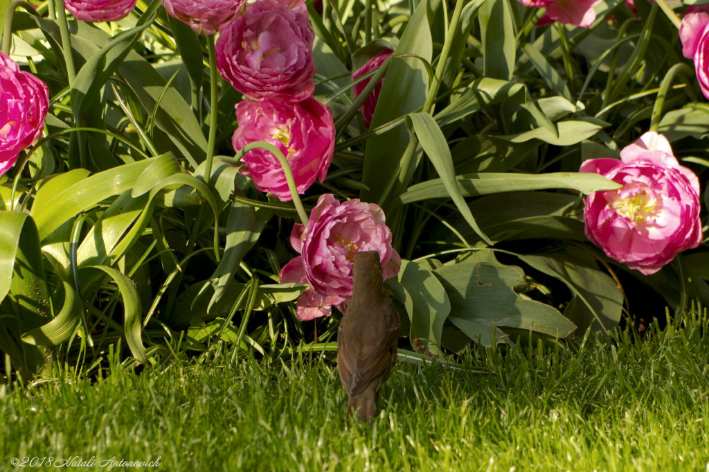 Album  "Nosy bird" | Photography image " Spring" by Natali Antonovich in Photostock.