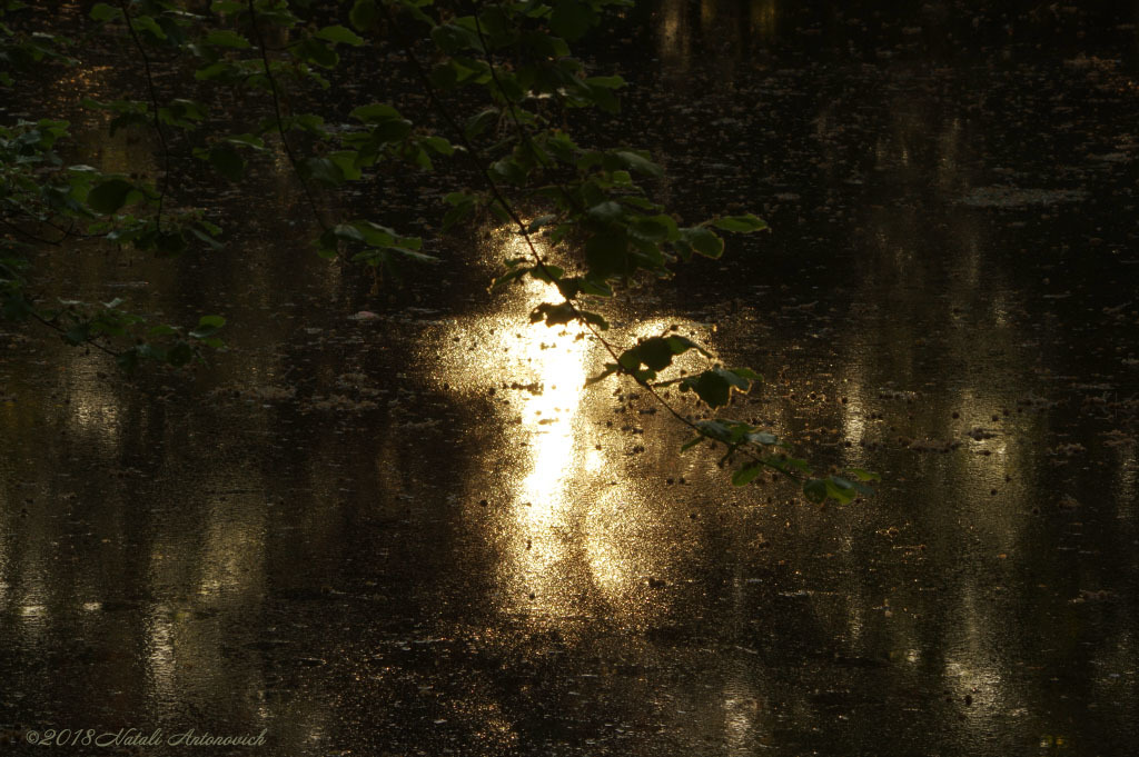 Album "Reflection of light" | Fotografiebild "Water Gravitation" von Natali Antonovich im Sammlung/Foto Lager.