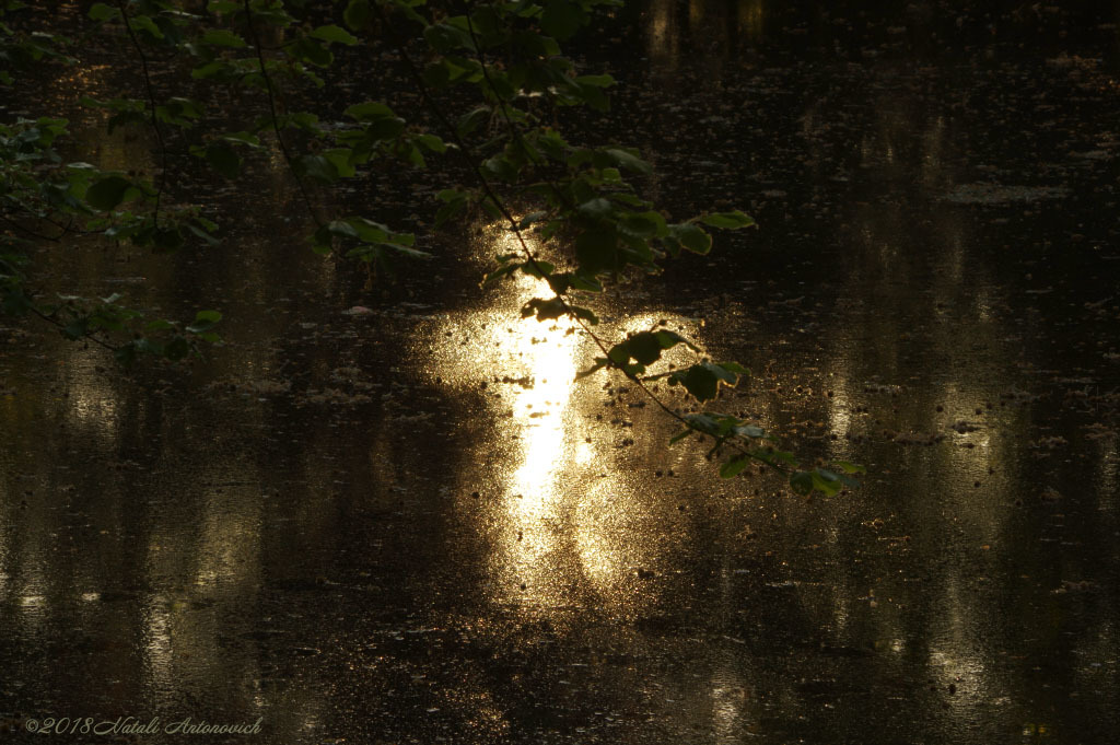 Album  "Reflection of light" | Photography image "Water Gravitation" by Natali Antonovich in Photostock.