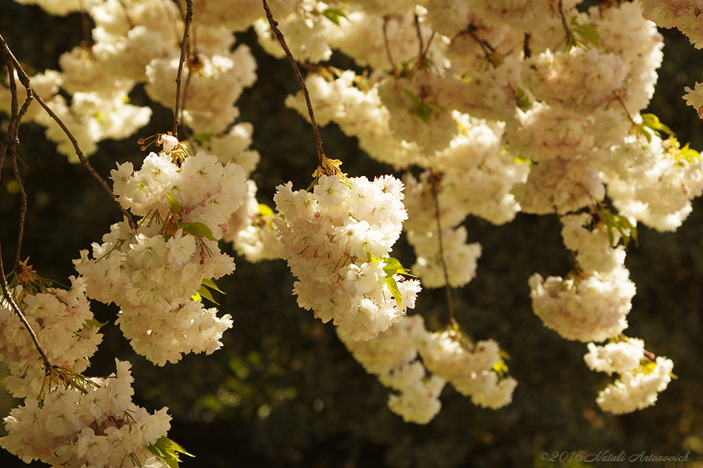 Album "Cherry Blossom" | Fotografiebild "Frühling" von Natali Antonovich im Sammlung/Foto Lager.