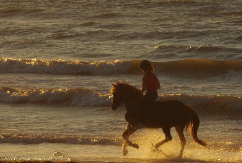 Fotografie afbeelding "Belgian Coast" door Natali Antonovich | Archief/Foto Voorraad.