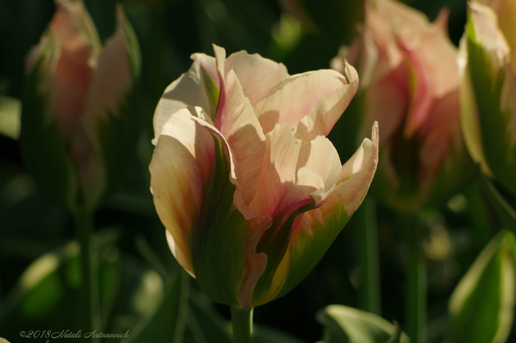 Фота выява "Tulips" ад Natali Антонавіч | Архіў/Банк Фотаздымкаў.